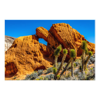 Kissende schildpadrots foto afdruk