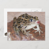 Kissenkikker Briefkaart (Voorkant / Achterkant)