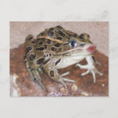 Kissenkikker Briefkaart (Voorkant)