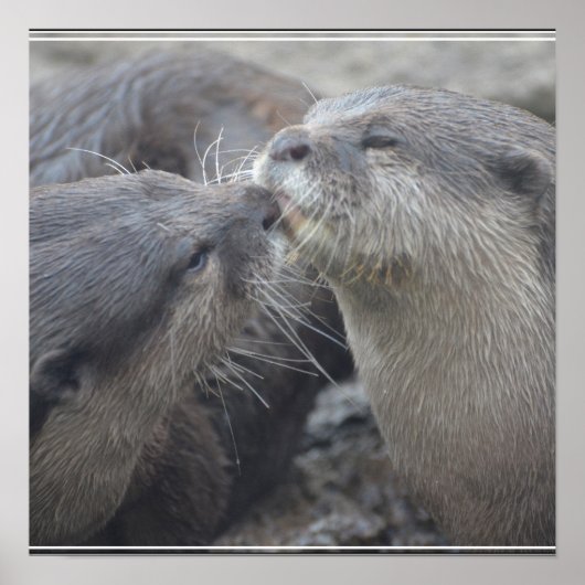 Kisser River Otters Poster (Voorkant)