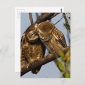 Kissers Owls Briefkaart (Voorkant / Achterkant)