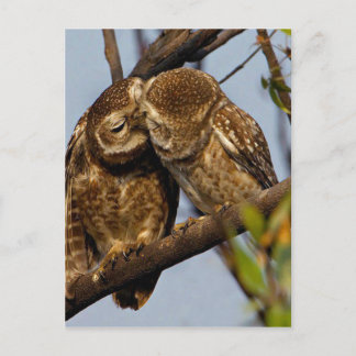 Kissers Owls Briefkaart