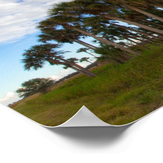 Kissimmee Prairie Hammock, Florida Poster (Hoek)