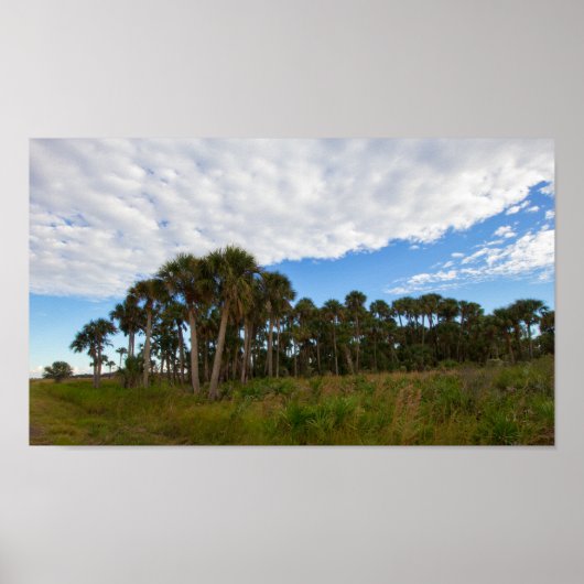 Kissimmee Prairie Hammock, Florida Poster (Voorkant)