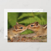 Kissing Baby Chipmunks Briefkaart (Voorkant / Achterkant)