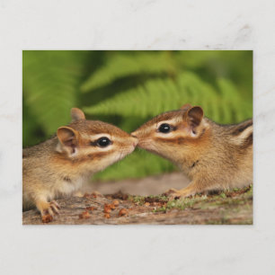 Kissing Baby Chipmunks Briefkaart