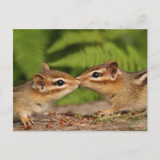 Kissing Baby Chipmunks Briefkaart (Voorkant)