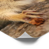 Kissing Baby Chipmunks Poster (Hoek)