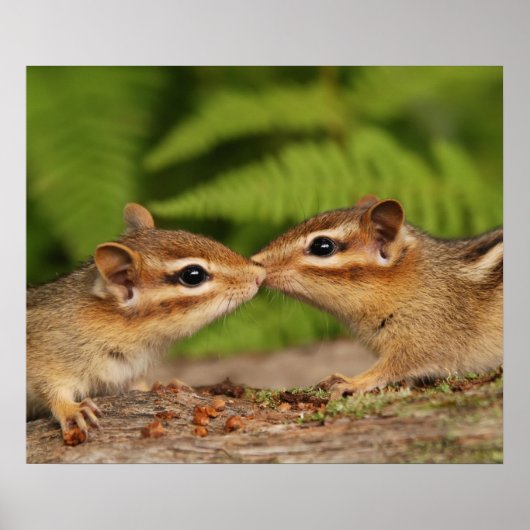 Kissing Baby Chipmunks Poster (Voorkant)