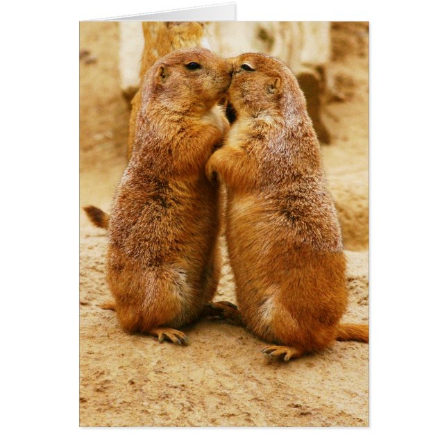 Kissing Black Tailed Prairie Dogs (Voorkant)