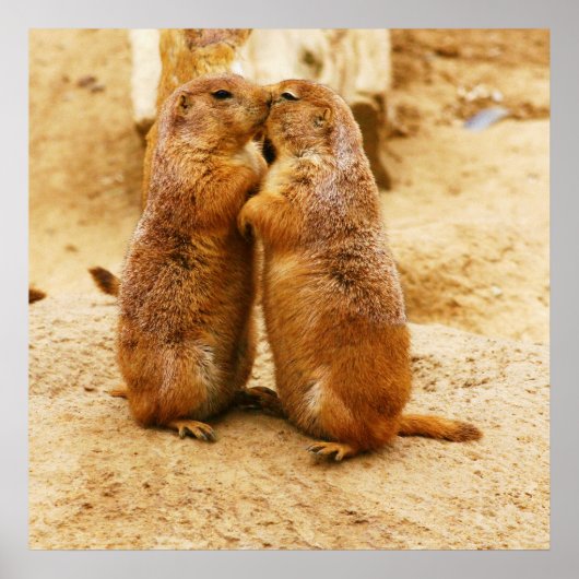 Kissing Black Tailed Prairie Dogs Poster (Voorkant)