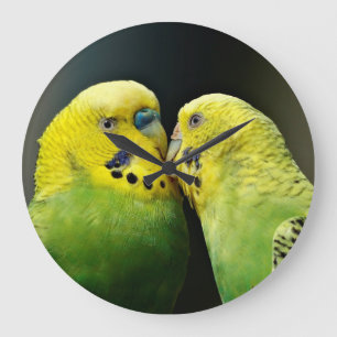 Kissing Budgie Parrot Bird Grote Klok