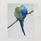 Kissing Budgies Briefkaart (Voorkant)