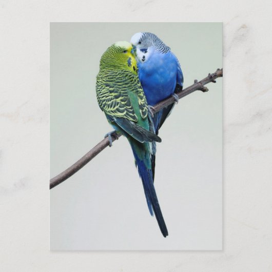 Kissing Budgies Briefkaart (Voorkant)