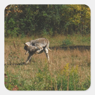 Kissing Butt Donkey Vierkante Sticker