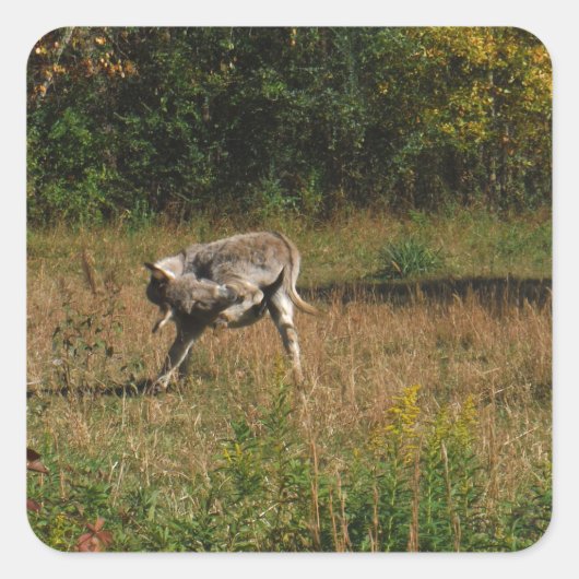 Kissing Butt Donkey Vierkante Sticker (Voorkant)