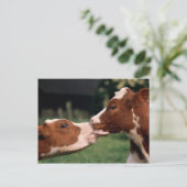 Kissing Cows Briefkaart (Staand voorkant)