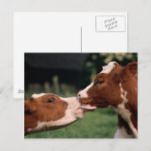Kissing Cows Briefkaart (Voorkant / Achterkant)