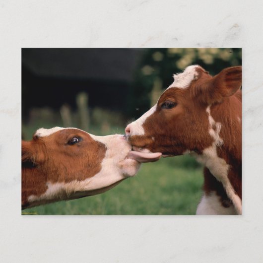 Kissing Cows Briefkaart (Voorkant)