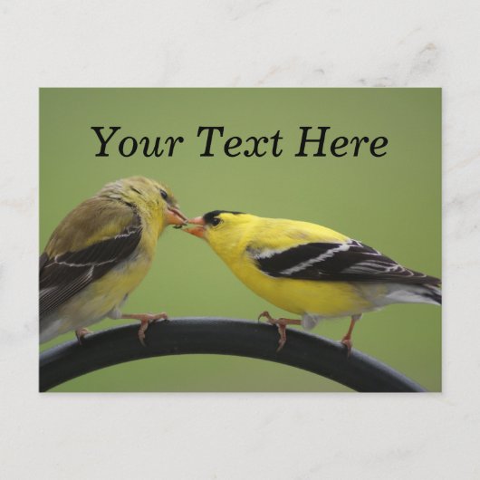 Kissing Goldfinches Briefkaart (Voorkant)