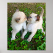 kissing kittens poster (Voorkant)