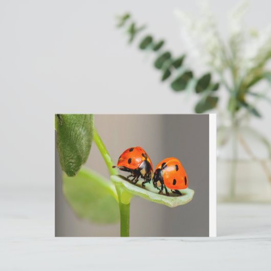 Kissing Ladybugs Briefkaart (Staand voorkant)