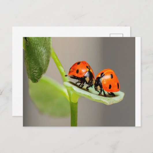 Kissing Ladybugs Briefkaart (Voorkant / Achterkant)