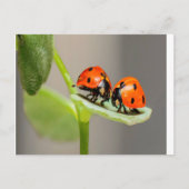 Kissing Ladybugs Briefkaart (Voorkant)