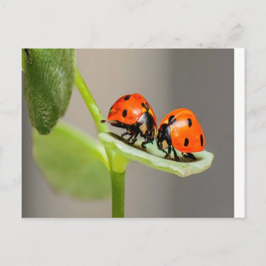 Kissing Ladybugs Briefkaart (Voorkant)