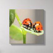 Kissing Ladybugs Canvas Afdruk (Voorkant)