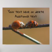 Kissing Ladybugs gepersonaliseerd Poster (Voorkant)