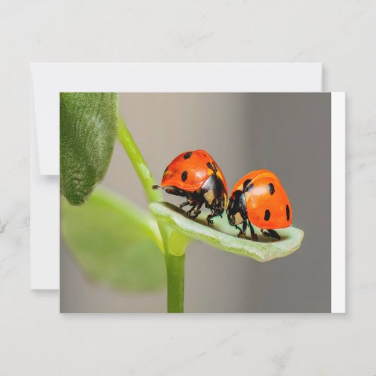 Kissing Ladybugs Kaart (Voorkant)