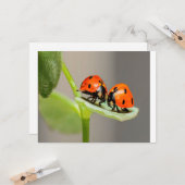 Kissing Ladybugs Kaart (Voorkant / Achterkant in situ)
