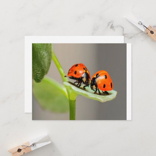 Kissing Ladybugs Kaart (Voorkant / Achterkant in situ)