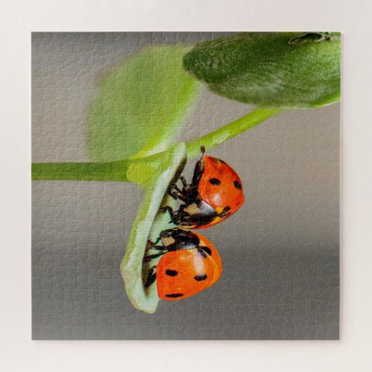 Kissing Ladybugs Legpuzzel (Horizontaal)