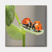 Kissing Ladybugs Magneet (Voorkant)