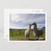 Kissing llamas Cotopaxi Ecuador Briefkaart (Voorkant / Achterkant)