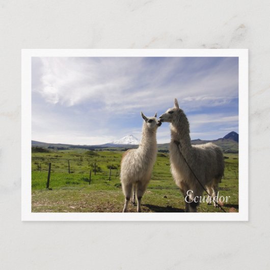 Kissing llamas Cotopaxi Ecuador Briefkaart (Voorkant)