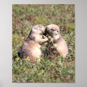 Kissing Prairie Dogs Poster