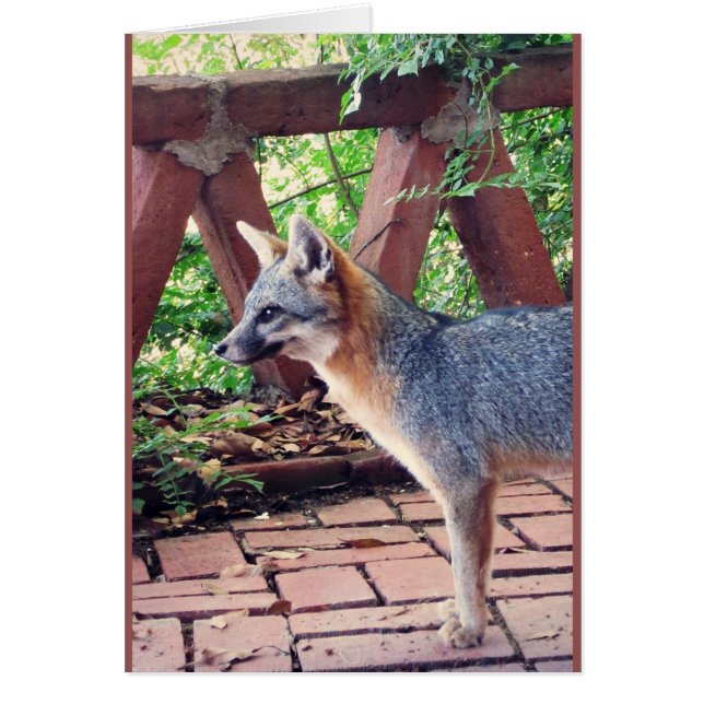 Kit Fox (Voorkant)
