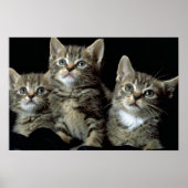 Kit Kat Club Poster (Voorkant)