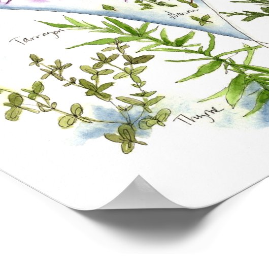 Kitchen Herb Garden Waterverf Basil Poster (Hoek)