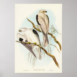 Kite met zwarte schouders van Elizabeth Gould Poster