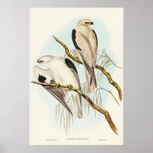 Kite met zwarte schouders van Elizabeth Gould Poster (Voorkant)