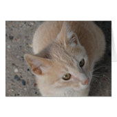 Kitten (Voorkant Horizontaal)