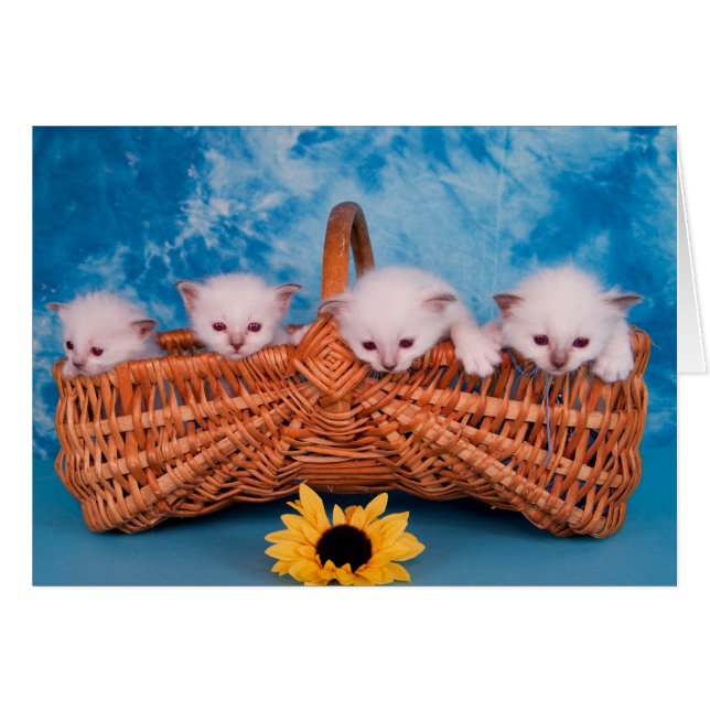 kitten (Voorkant Horizontaal)