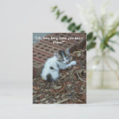 Kitten 047 Briefkaart (Staand voorkant)