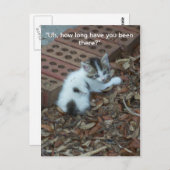 Kitten 047 Briefkaart (Voorkant / Achterkant)