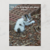 Kitten 047 Briefkaart (Voorkant)