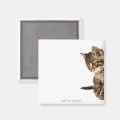 Kitten 2 magneet (Voorkant / Achterkant)